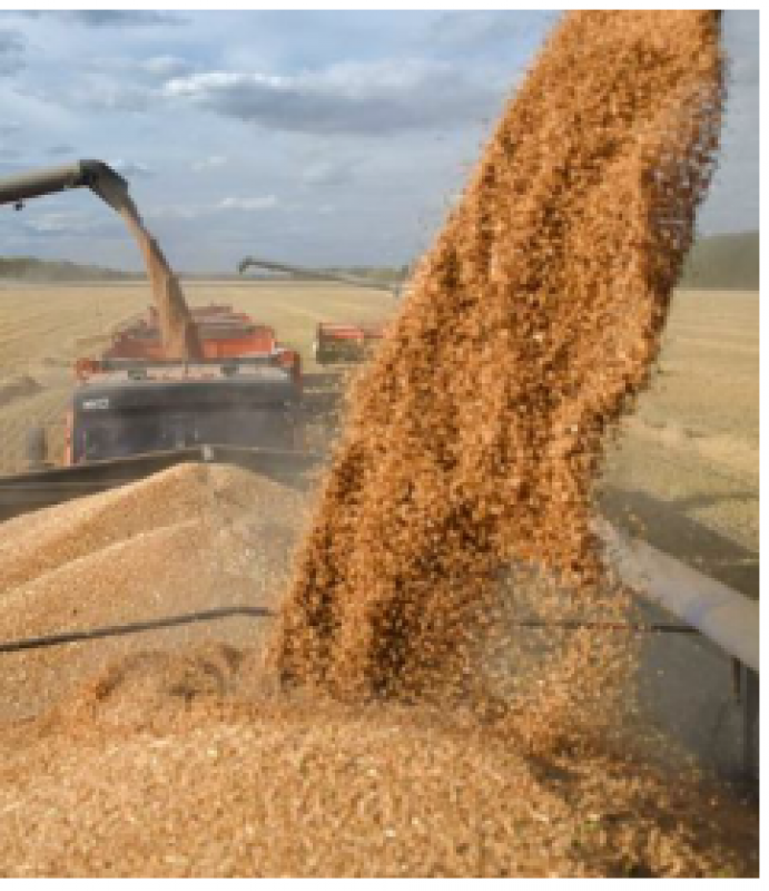 Oats, non´gmo 5 000 mt from Turchia